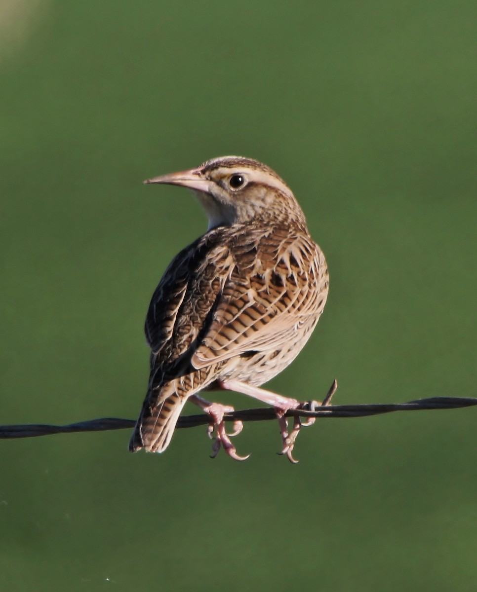 Eastern Meadowlark - Tripp Davenport