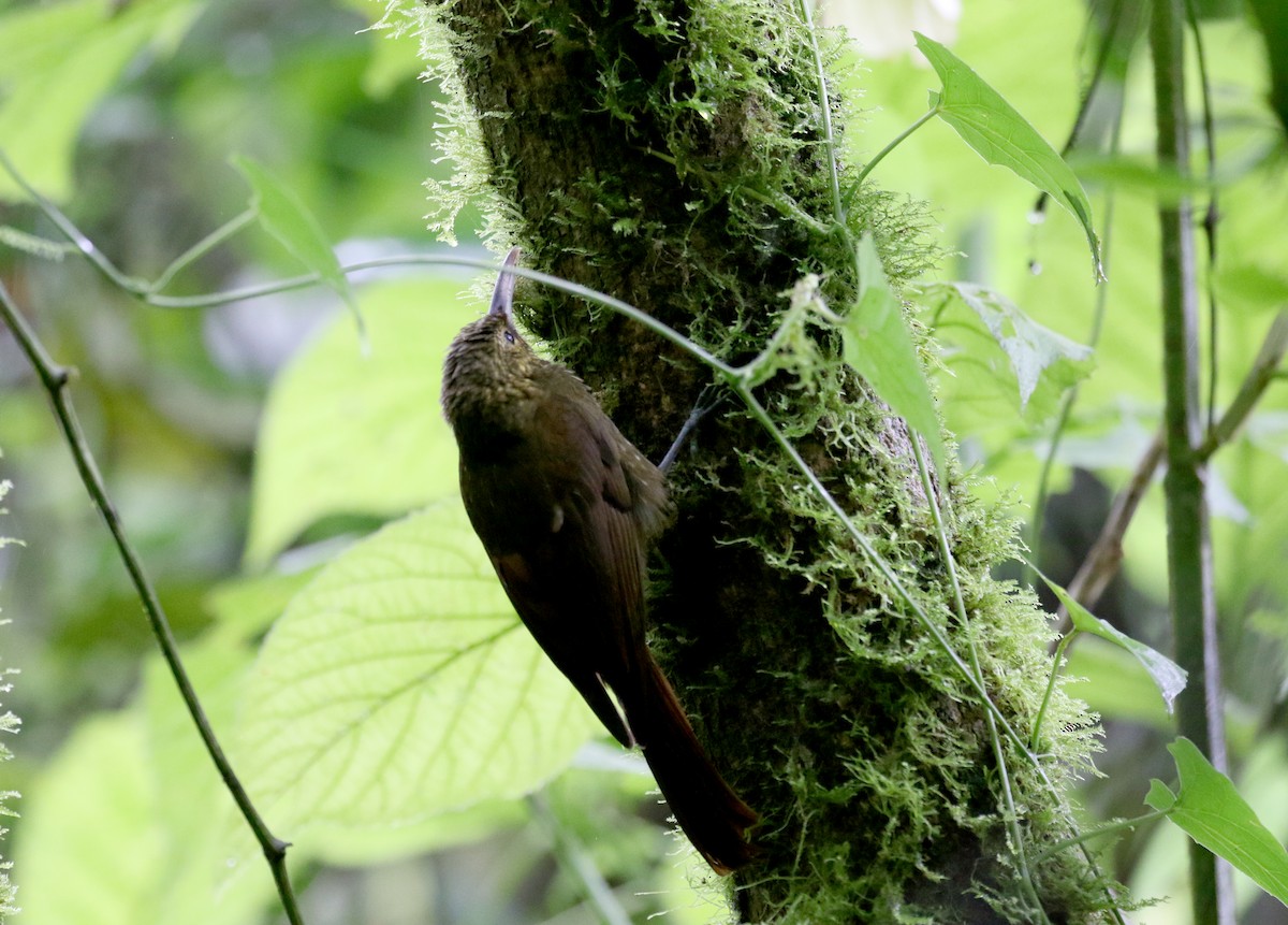 Spotted Woodcreeper (Berlepsch's) - Jay McGowan