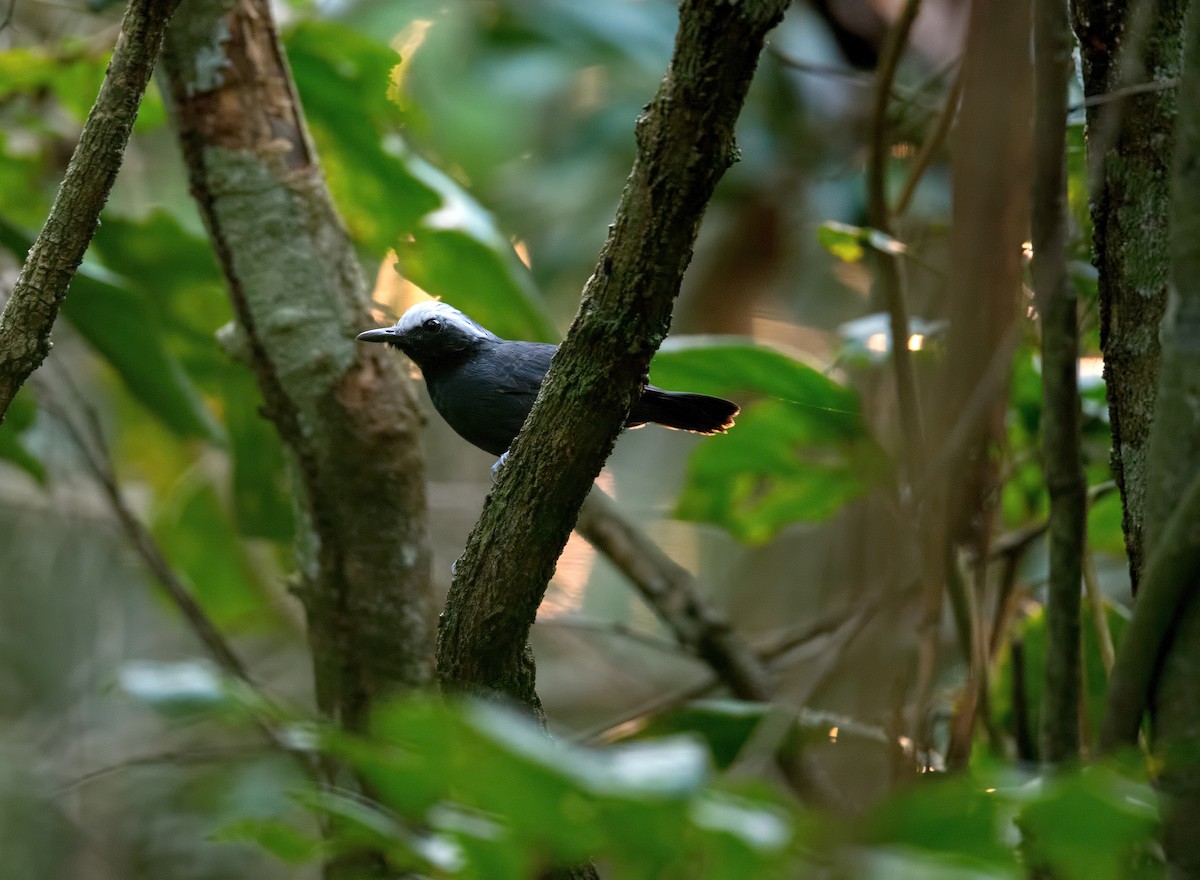 White-browed Antbird - ML200526171