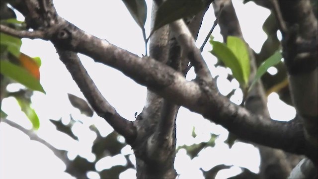 Pale-billed Flowerpecker - ML200527261