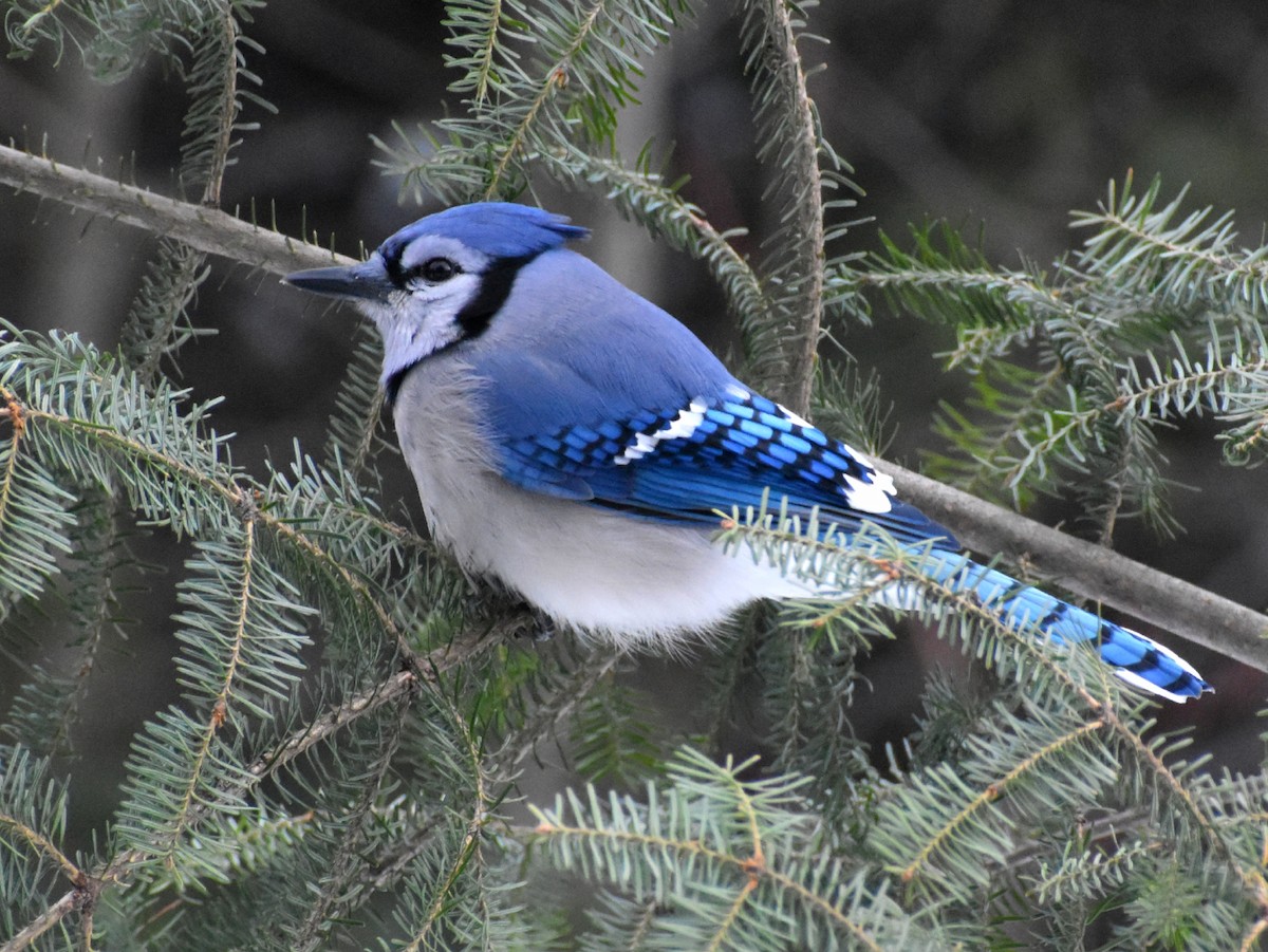 Blue Jay - Joseph Dougherty