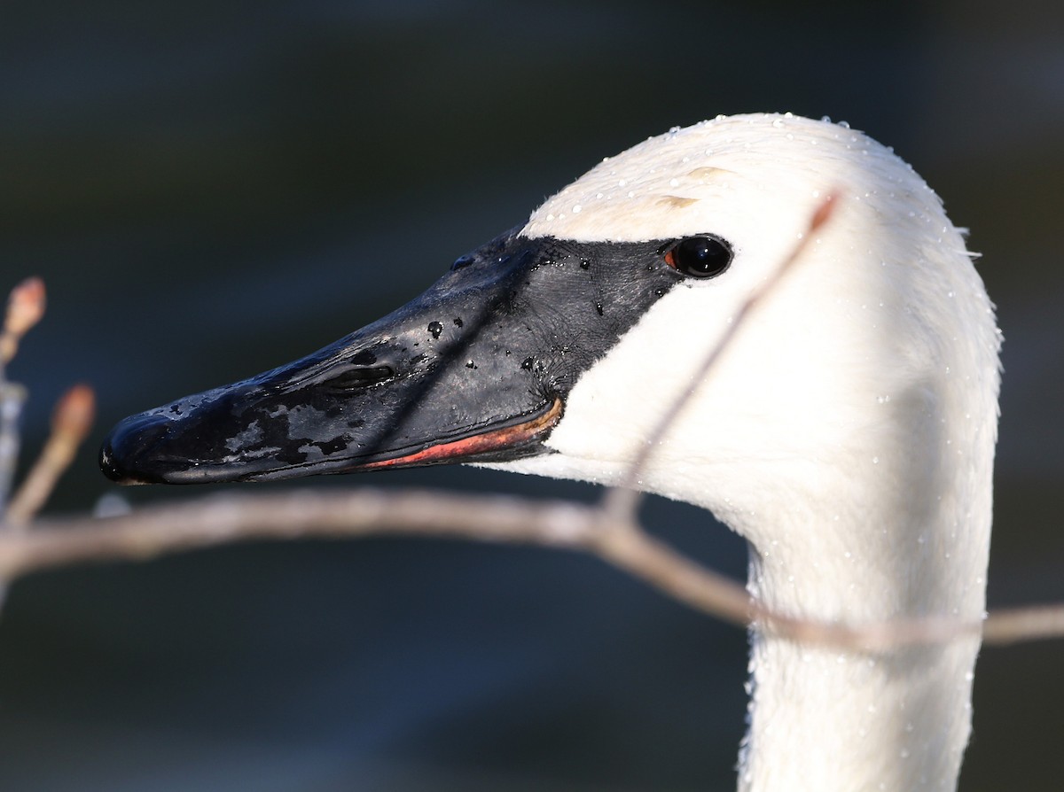 Trumpeter Swan - Sarah Morris