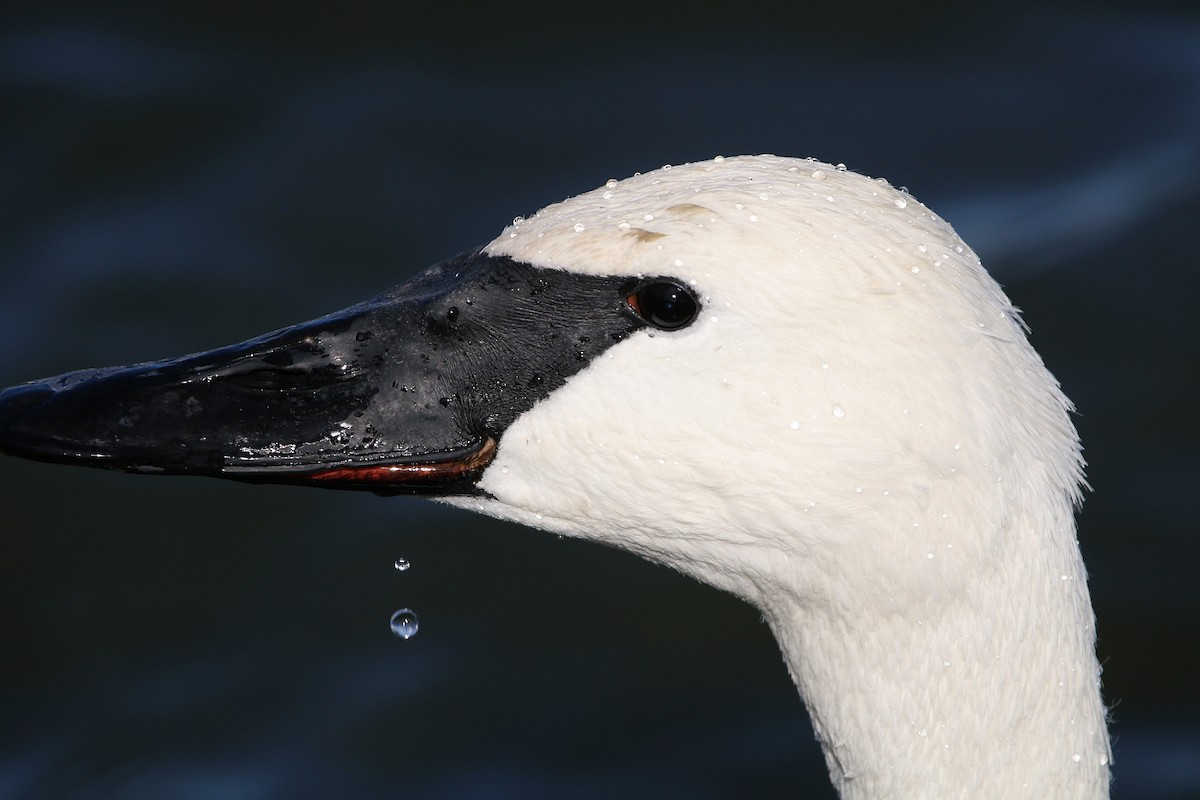 Trumpeter Swan - Sarah Morris