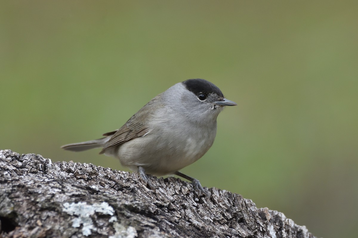 Eurasian Blackcap - ML200527761