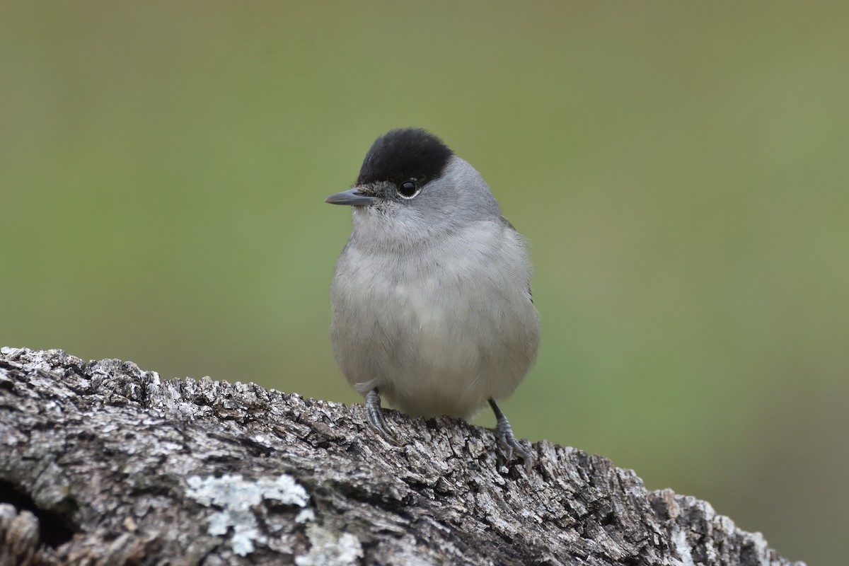 Eurasian Blackcap - ML200527771