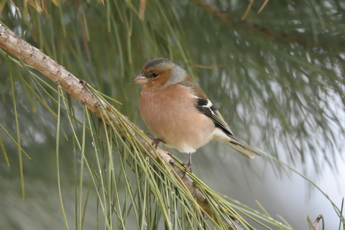 Common Chaffinch - ML200527791