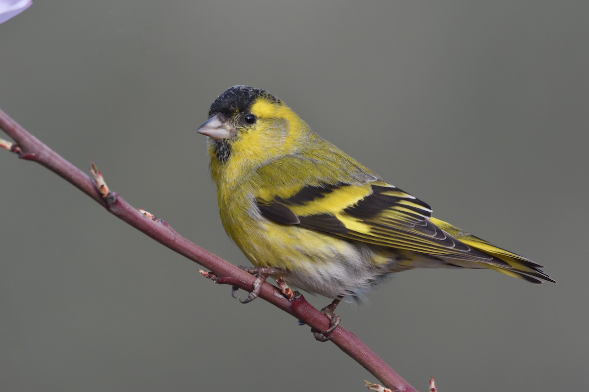 Eurasian Siskin - Santiago Caballero Carrera