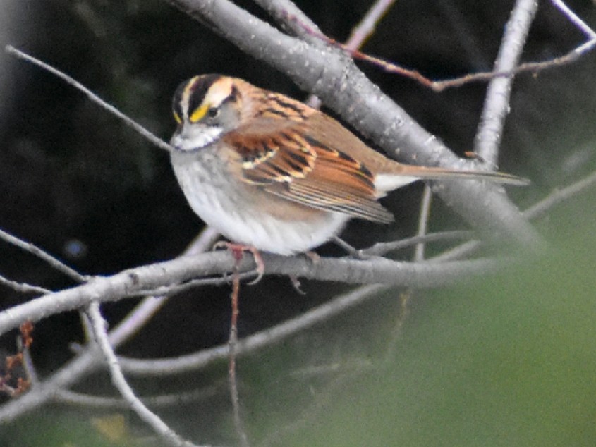 White-throated Sparrow - Joseph Dougherty