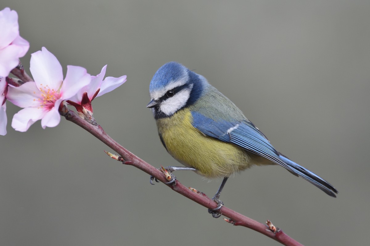 Eurasian Blue Tit - Santiago Caballero Carrera
