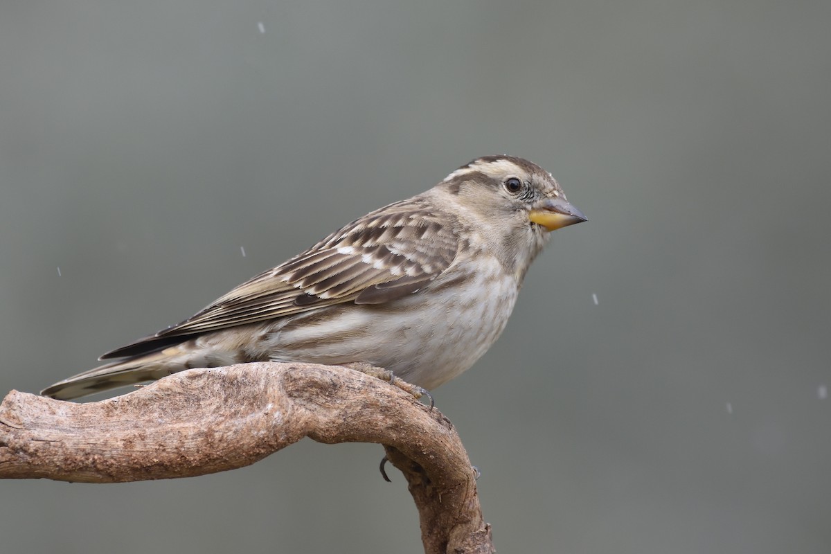 Rock Sparrow - ML200528651