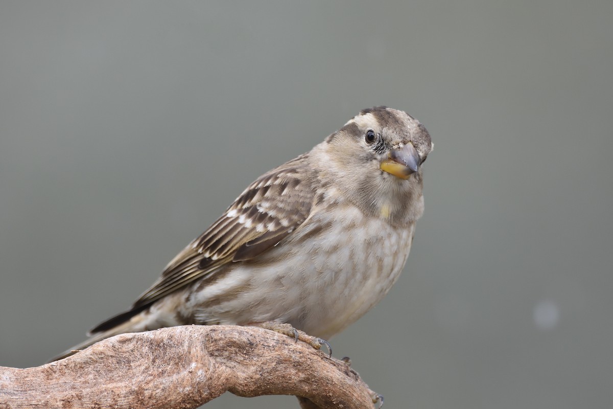 Rock Sparrow - ML200528661