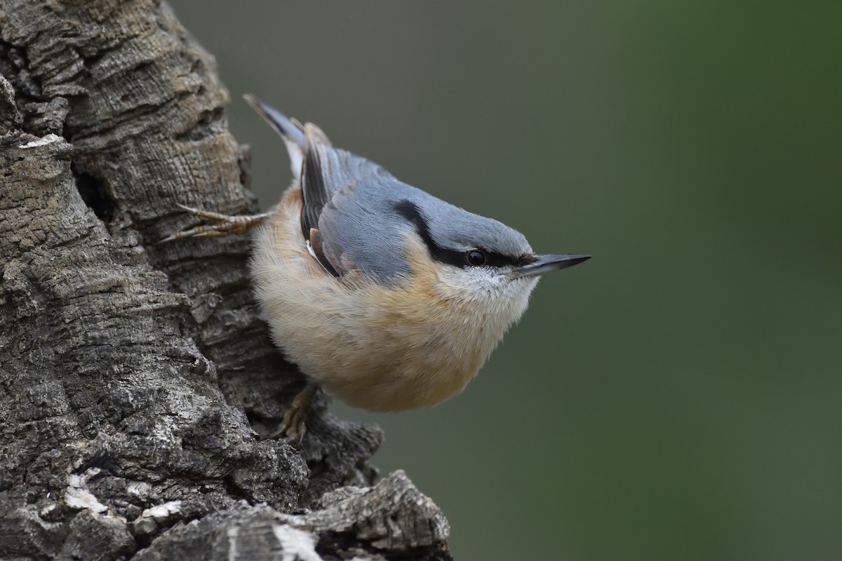 Eurasian Nuthatch - ML200529031