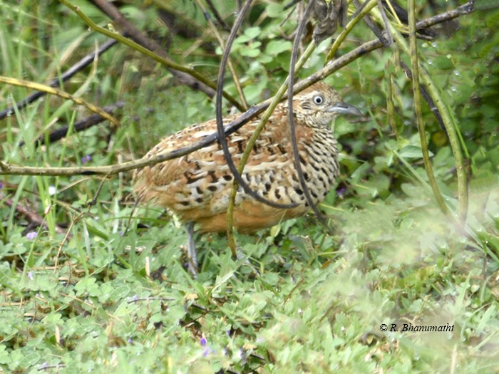 Barred Buttonquail - ML200530751