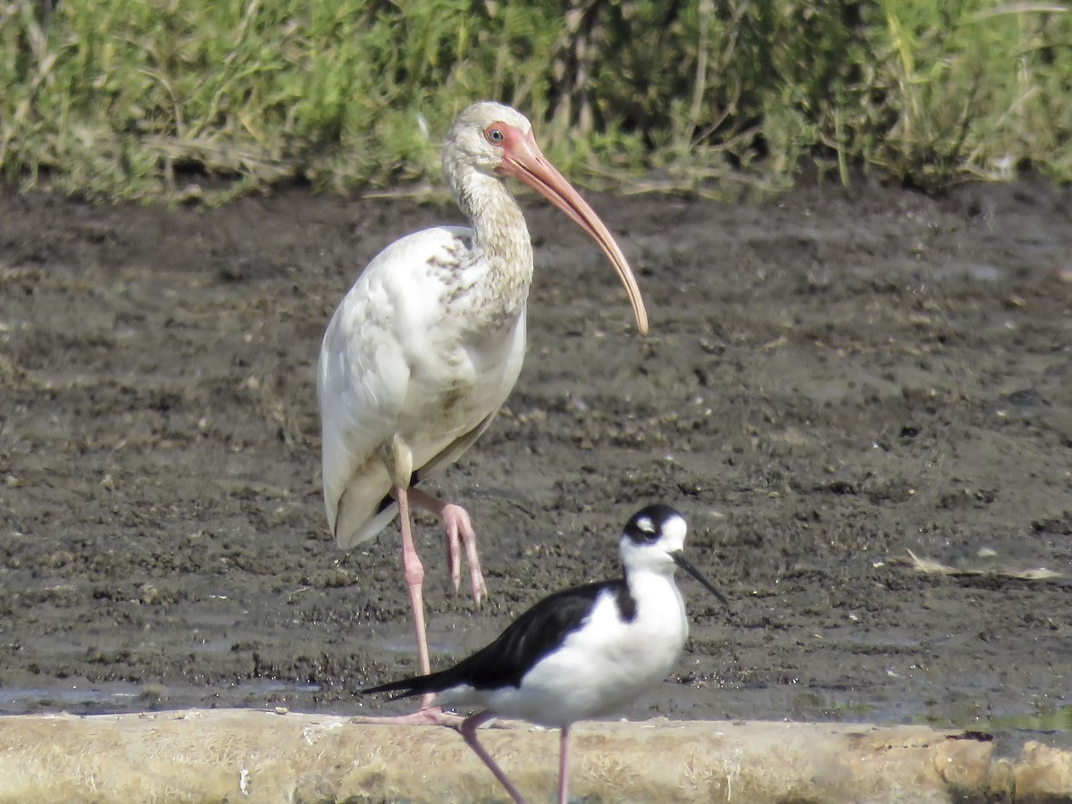 ibis bílý - ML200533301