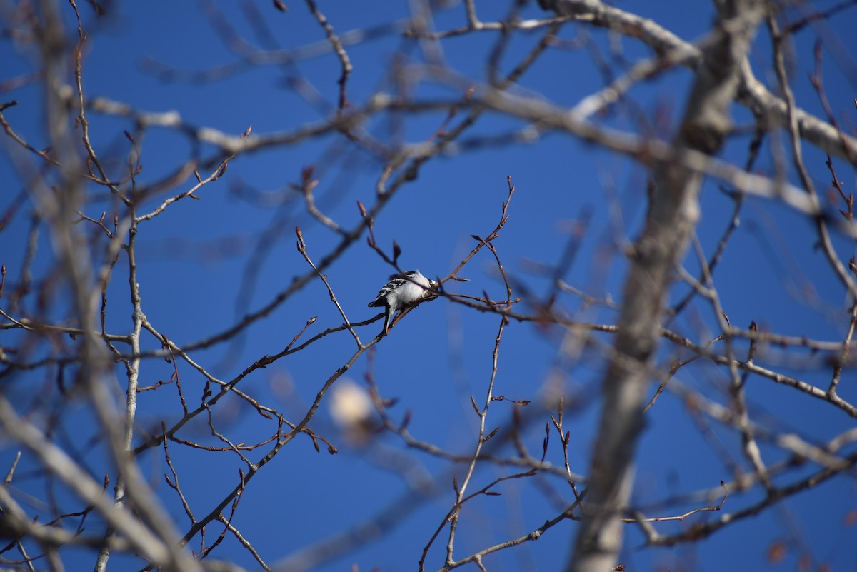 Downy Woodpecker - ML200534961