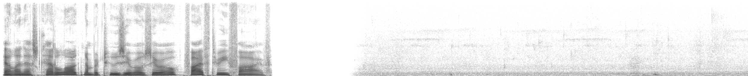 Медівник рогодзьобий (підвид yorki) - ML200535