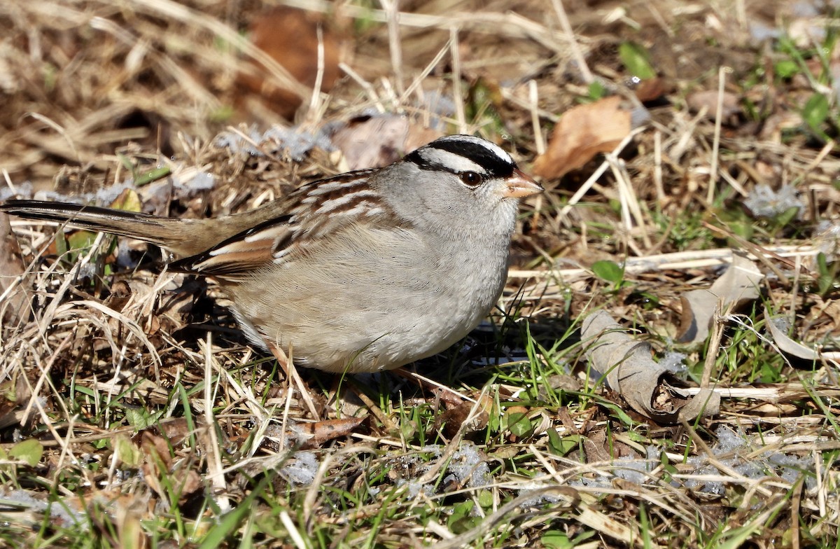 White-crowned Sparrow - ML200535371