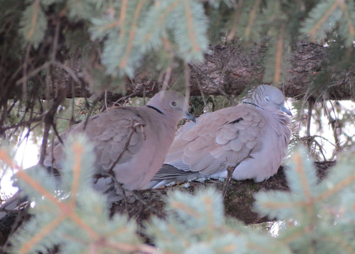 Eurasian Collared-Dove - ML200535401