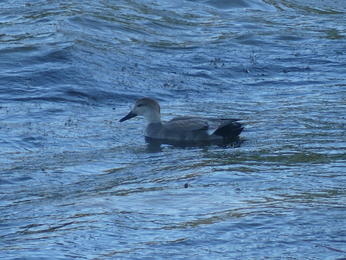 Gadwall - ML200535571