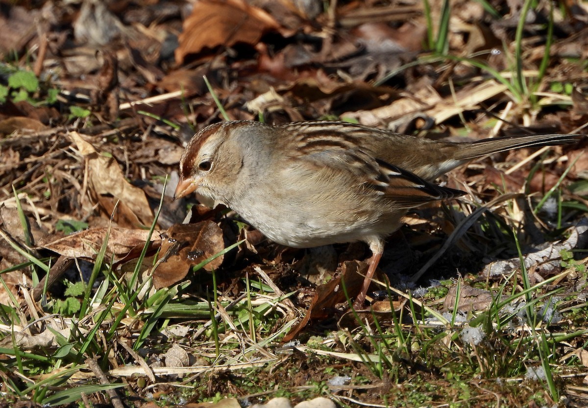 White-crowned Sparrow - ML200535771
