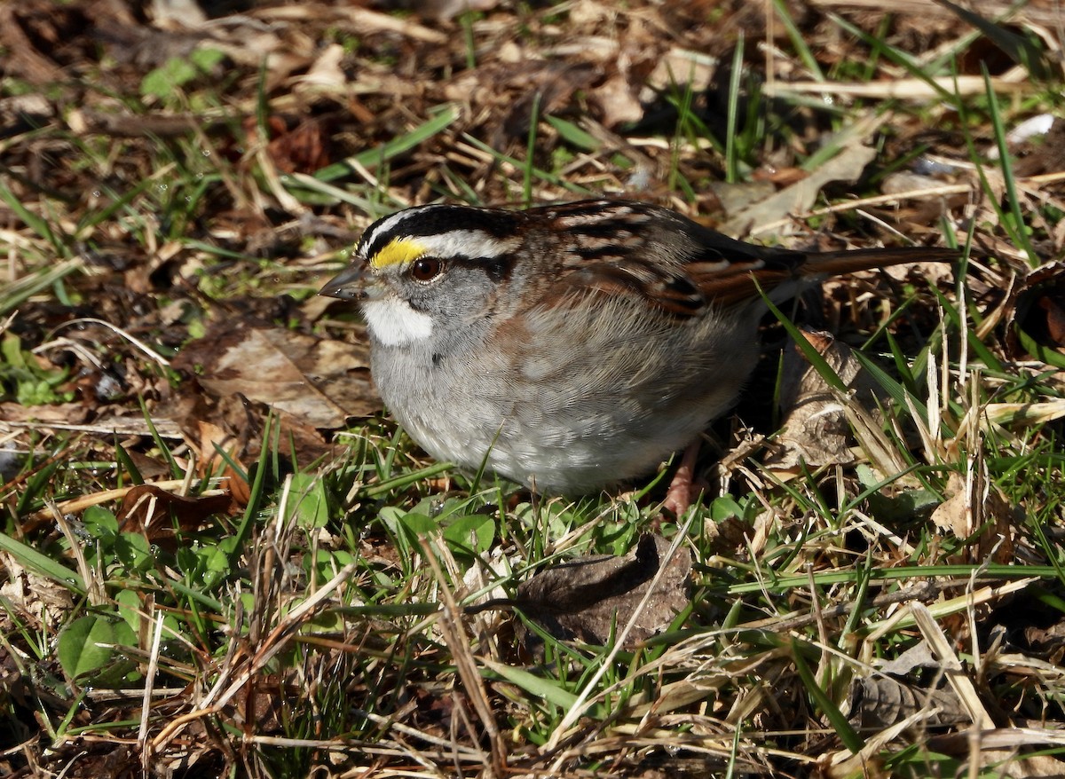 White-throated Sparrow - ML200536081