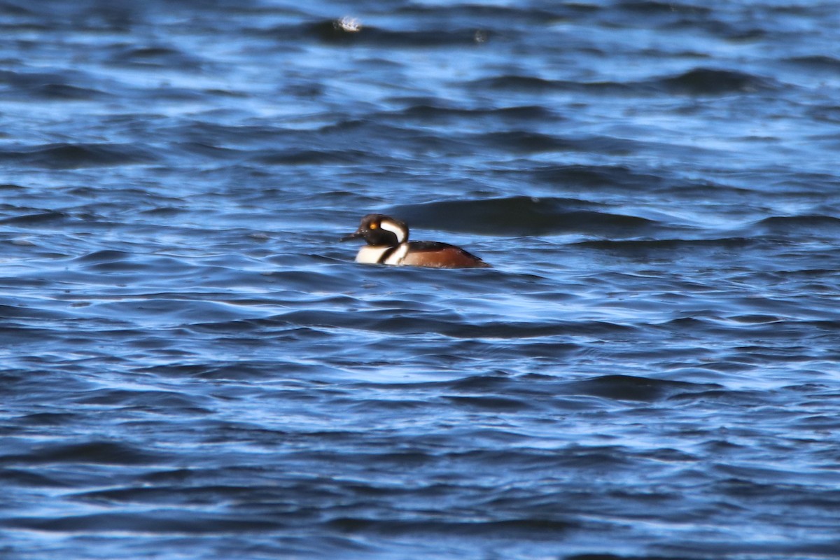 Hooded Merganser - ML200536451