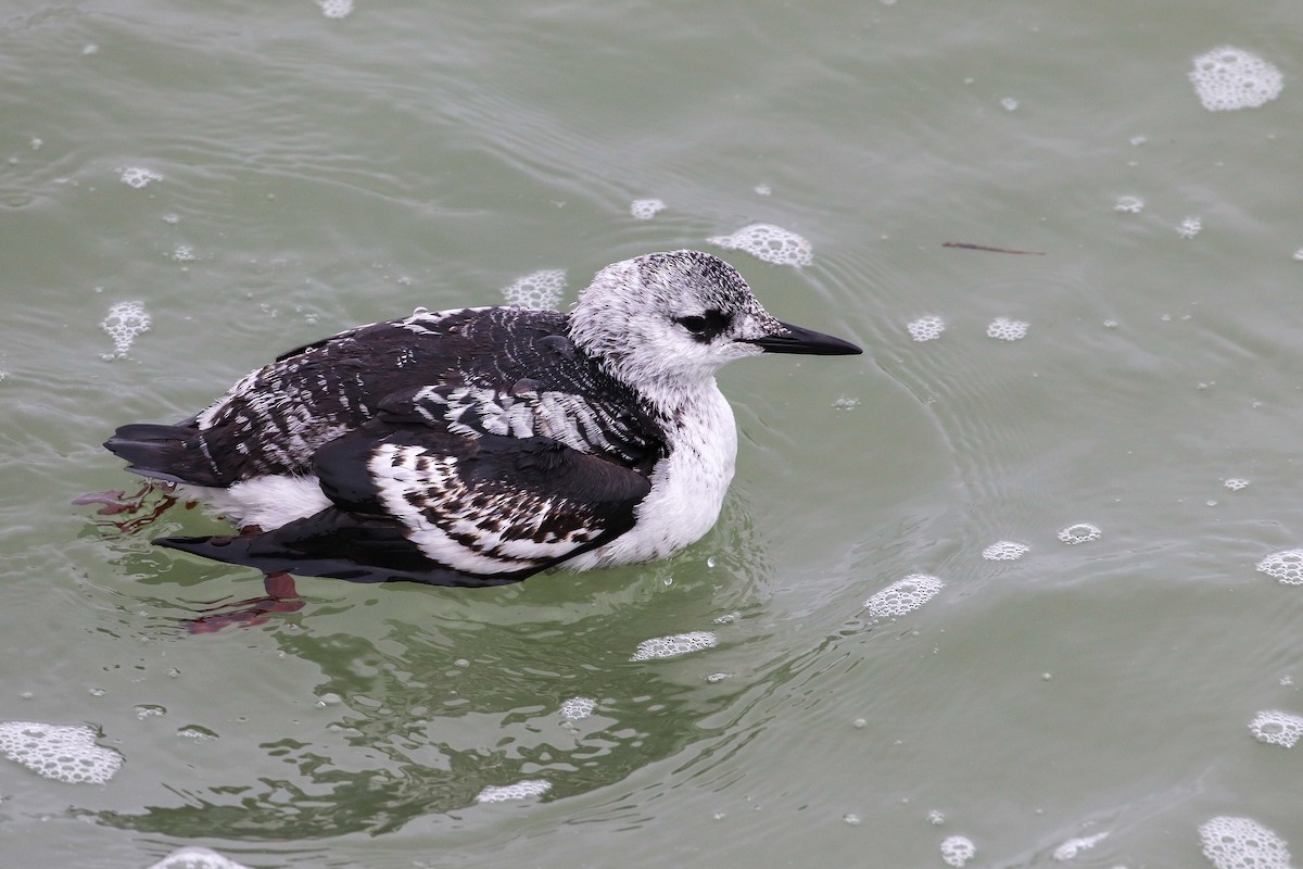 Black Guillemot - ML200536781