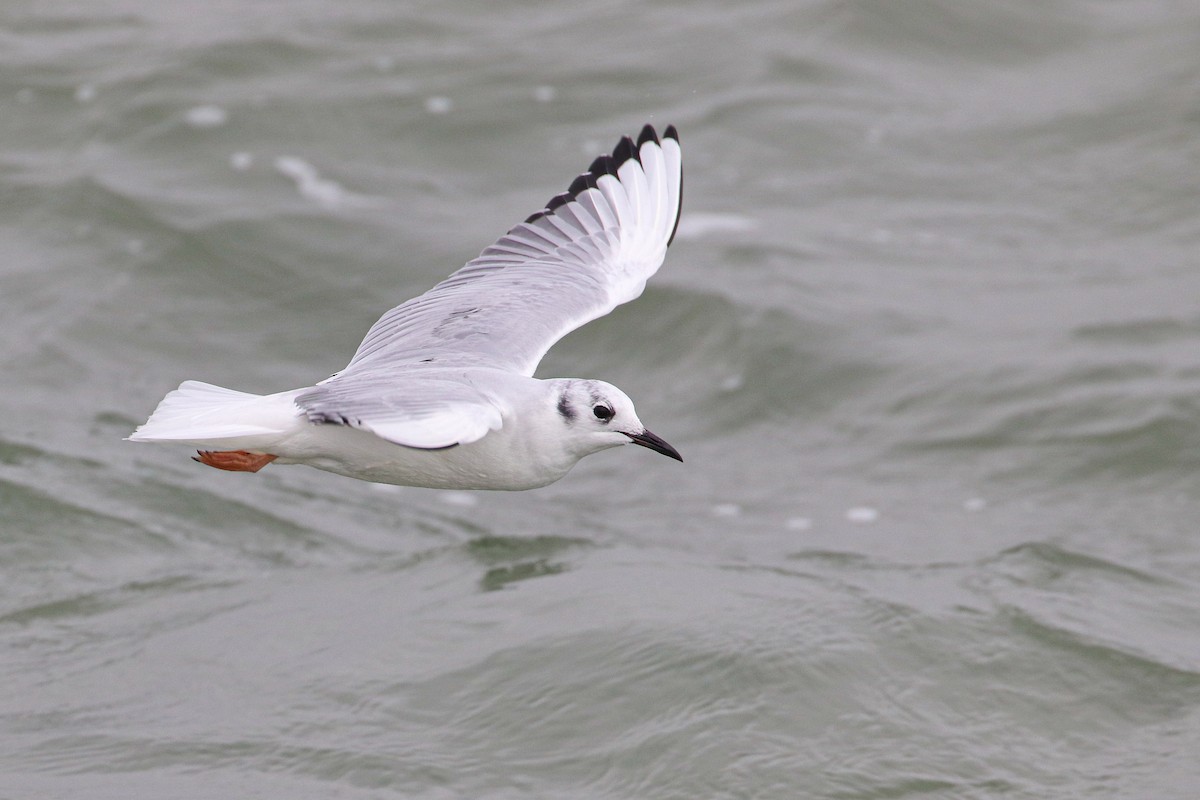 Bonaparte's Gull - Martina Nordstrand