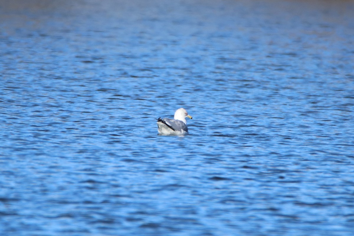 Ring-billed Gull - ML200536961