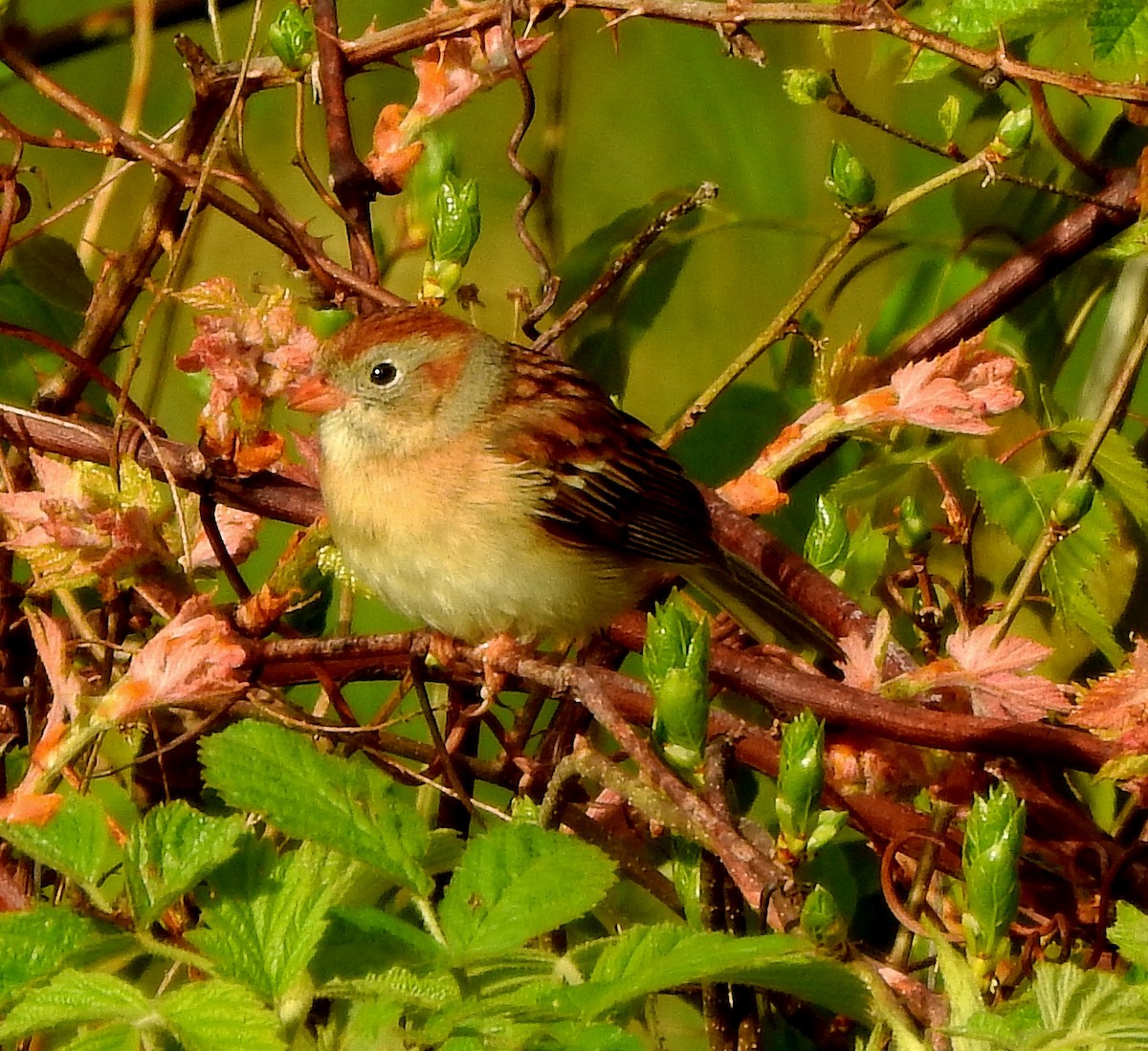 Field Sparrow - Tim Shortell