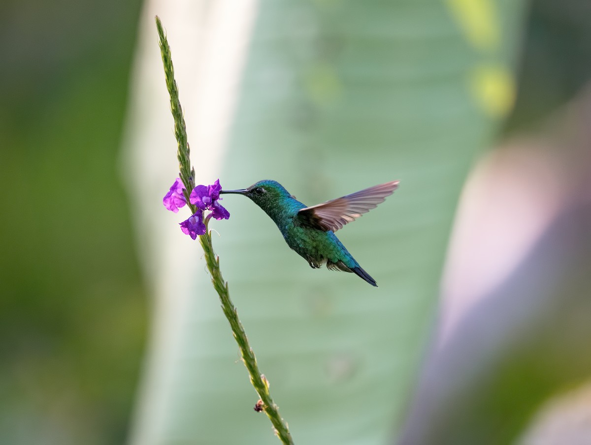 kolibřík modroocasý - ML200537591