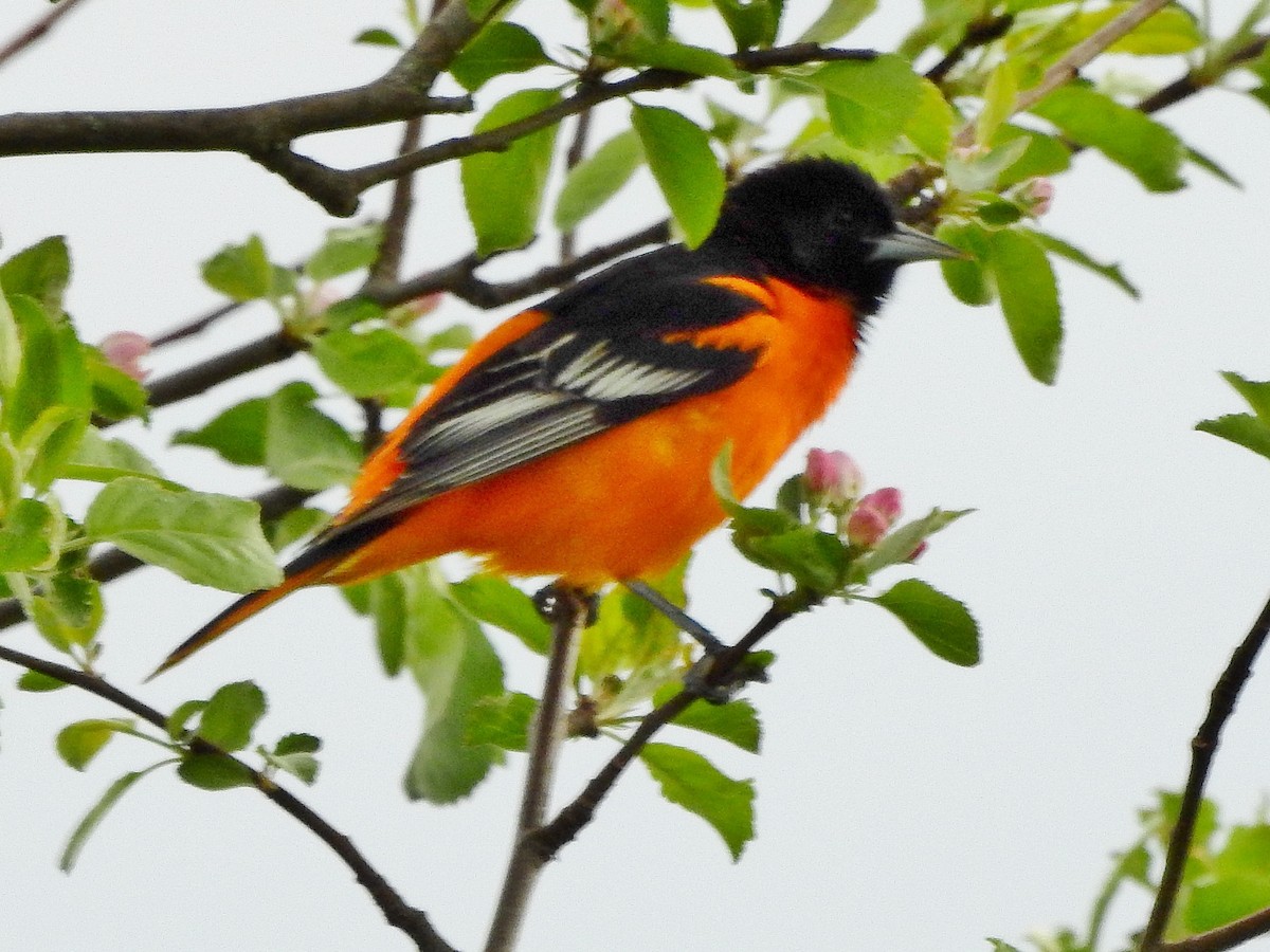 Baltimore Oriole - Tim Shortell