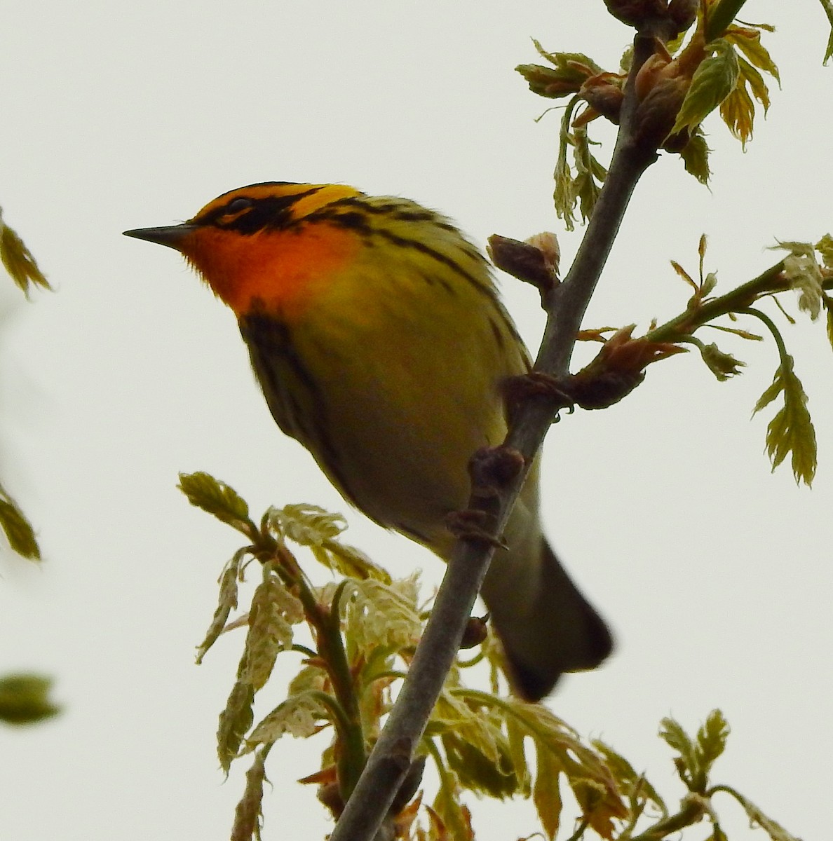 Blackburnian Warbler - Tim Shortell