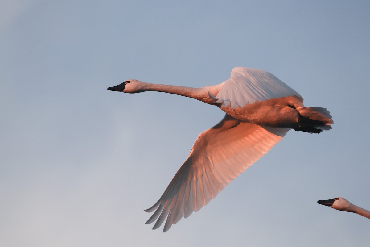 Tundra Swan - Martina Nordstrand