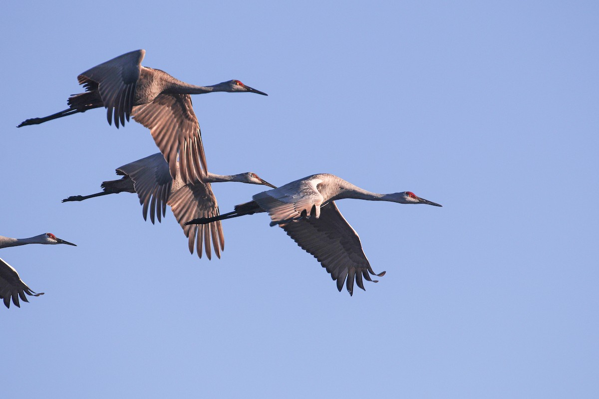 Sandhill Crane - Martina Nordstrand