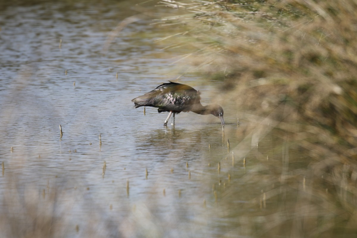 Glossy Ibis - Mark  Hogarth