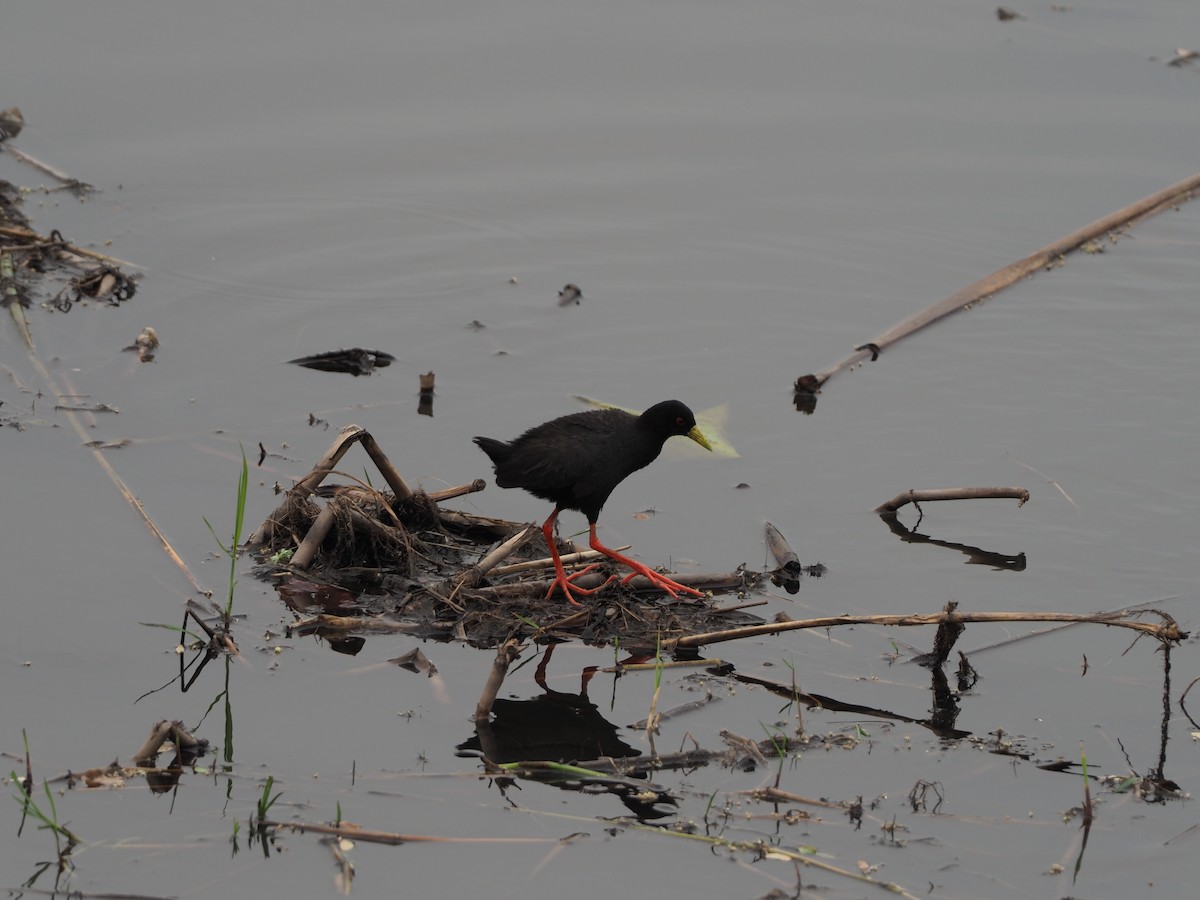 Black Crake - Andrew Jacobson