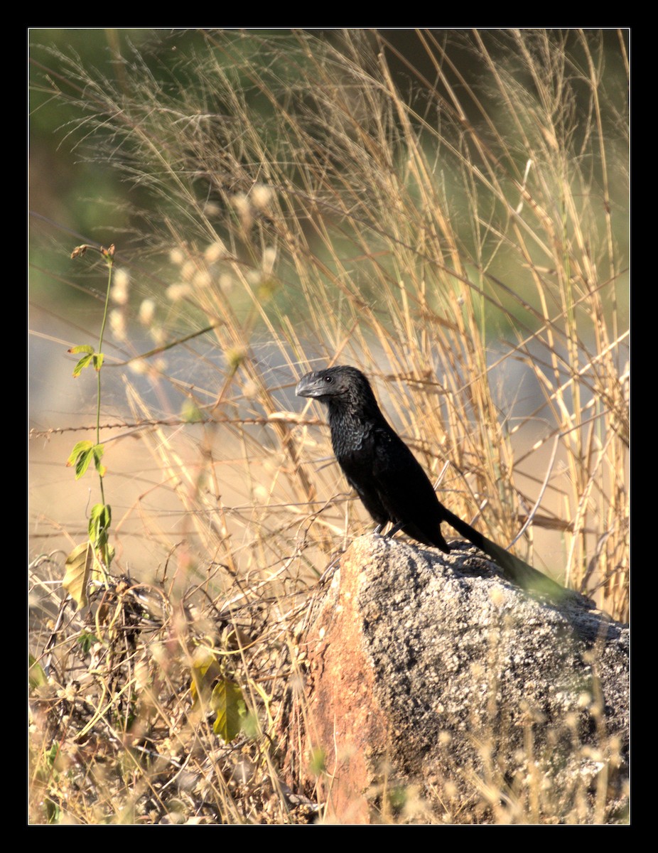 Smooth-billed Ani - ML200541191