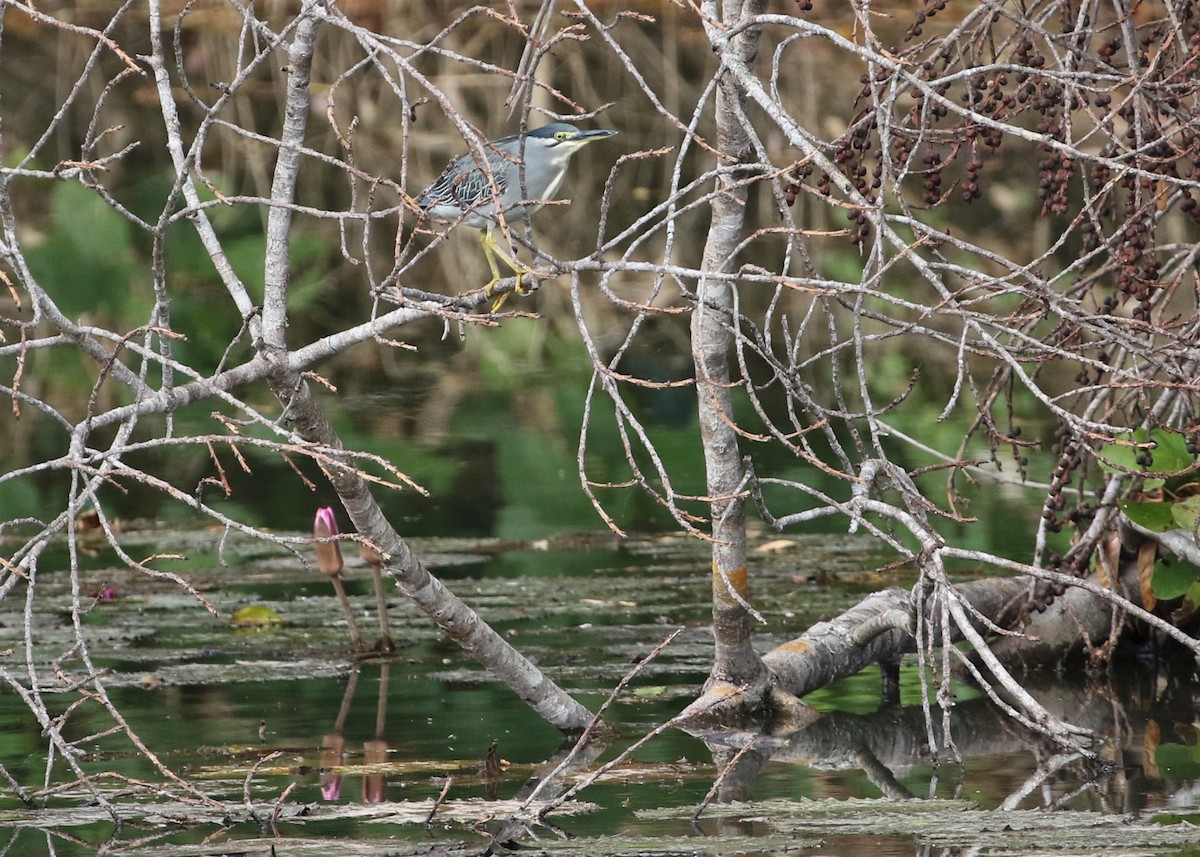 Striated Heron (Old World) - ML200541231