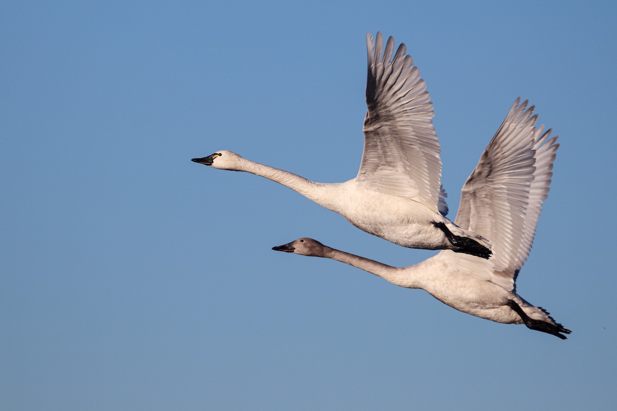 Tundra Swan - Martina Nordstrand