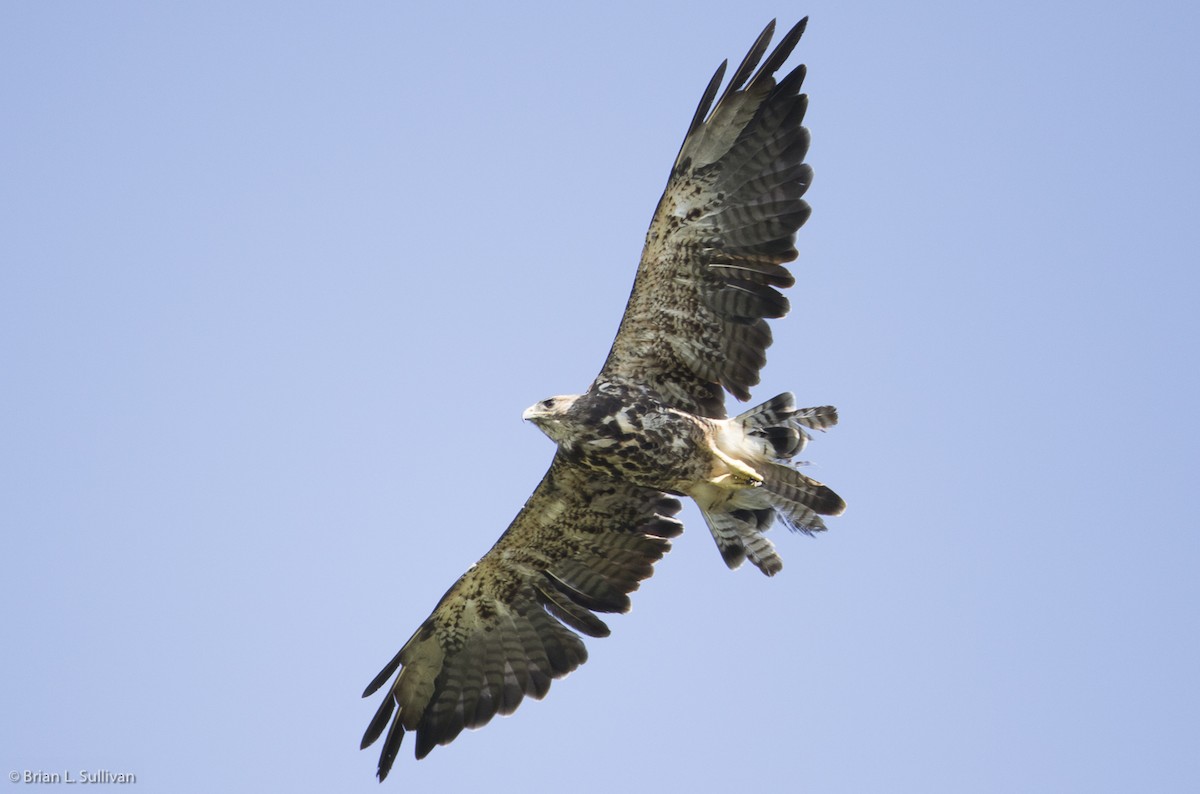 Swainson's Hawk - Brian Sullivan