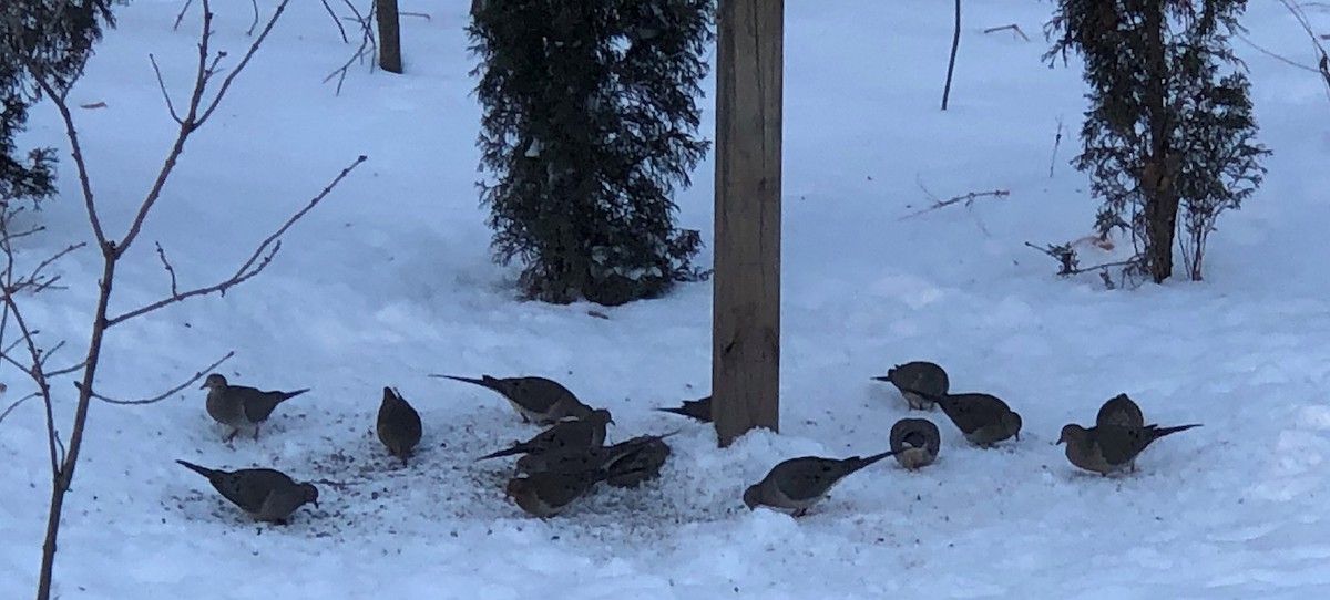 Mourning Dove - ML200542251