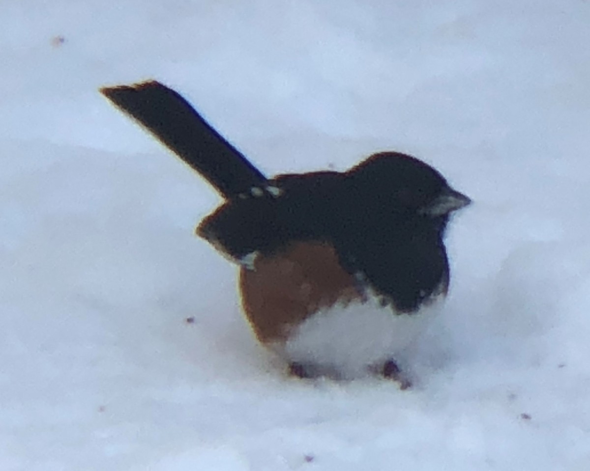 Eastern Towhee - ML200542391