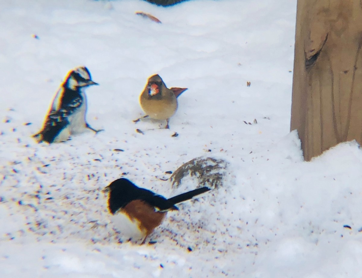 Eastern Towhee - ML200542401
