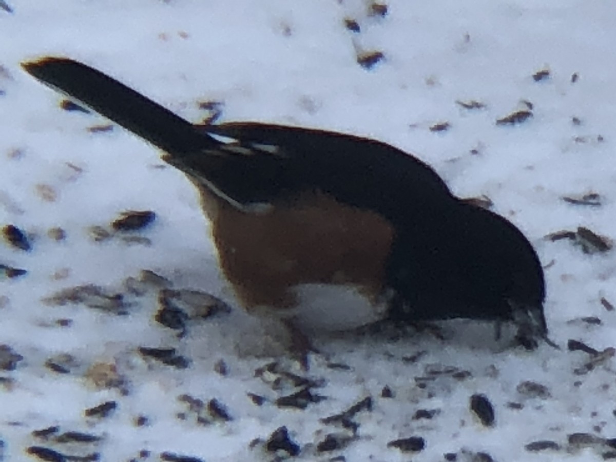 Eastern Towhee - ML200542411