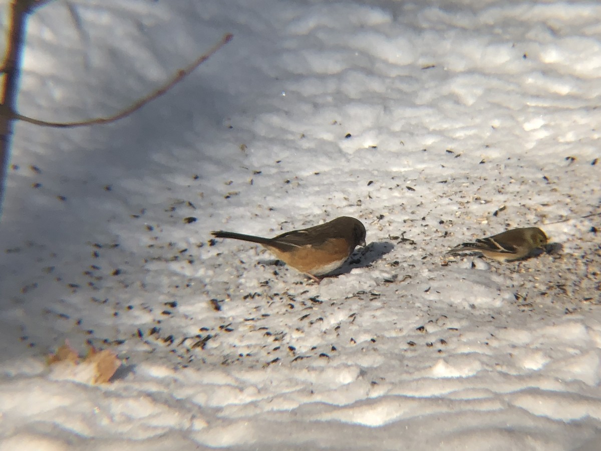 Eastern Towhee - ML200542431