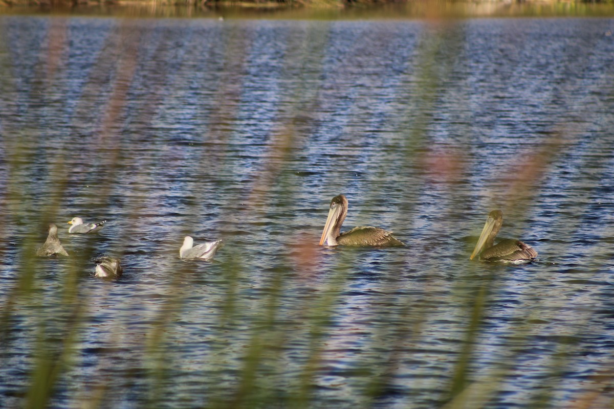 California Gull - ML200542741