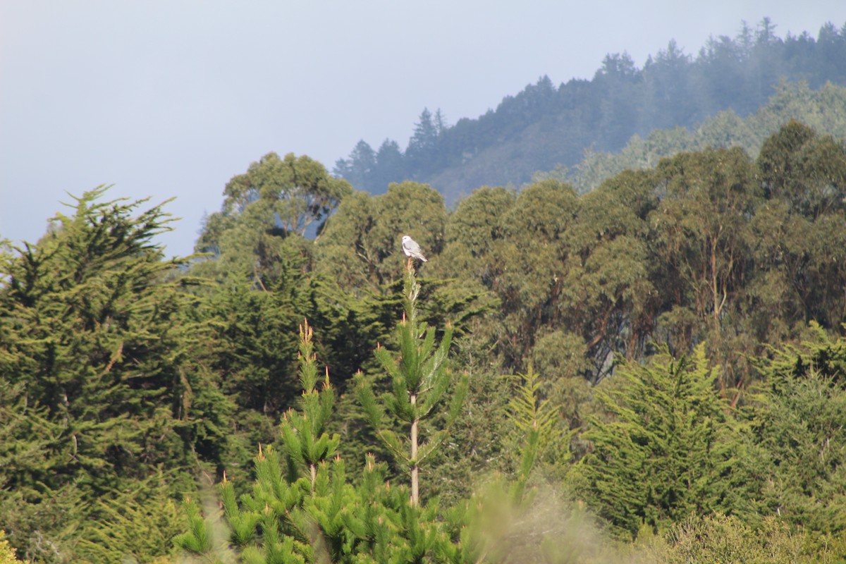 White-tailed Kite - Ravi Ranjan