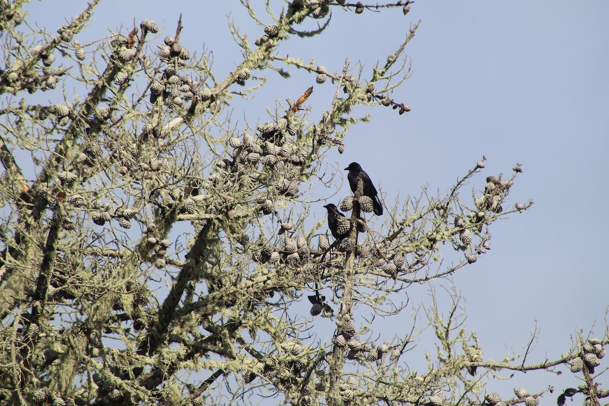 American Crow - ML200543241