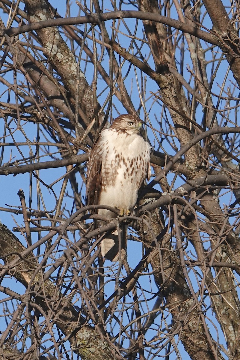 Red-tailed Hawk - ML200544371